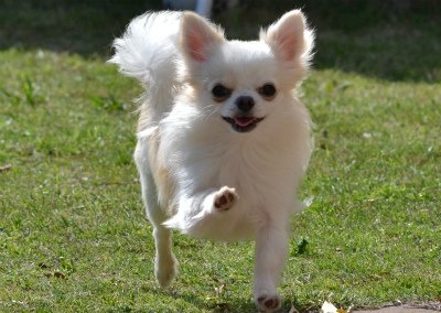 村山ブリーダーの画像