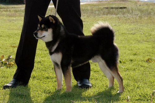 渡邉ブリーダーの画像